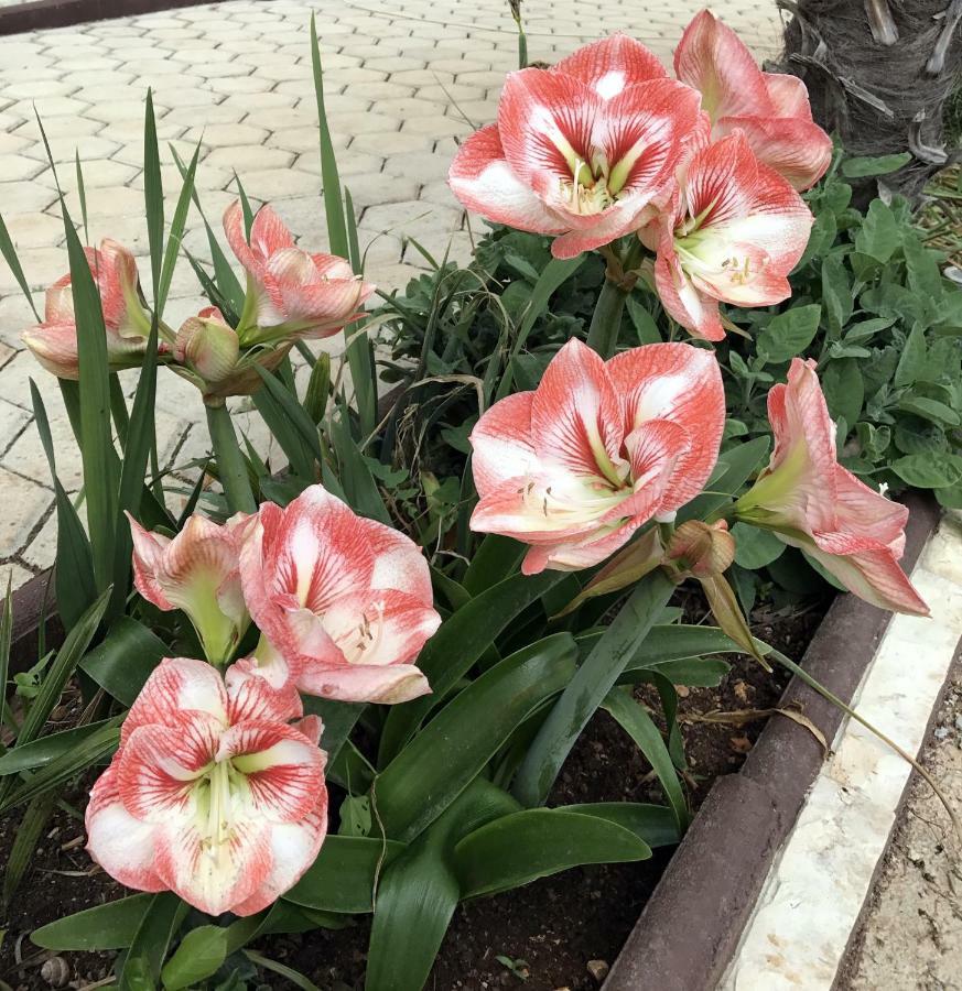 Palme Villa Porec Bagian luar foto